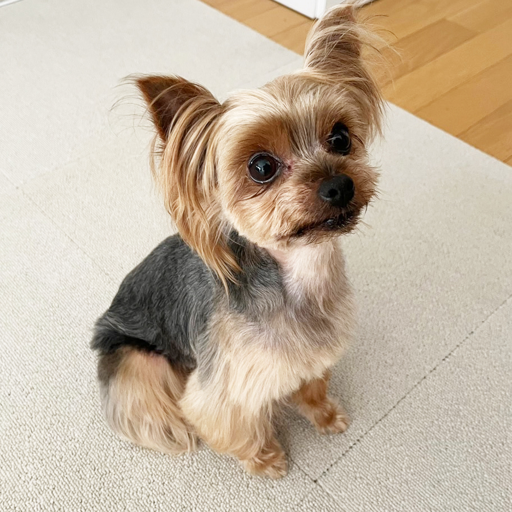 卒業犬あんなちゃんの近況☆